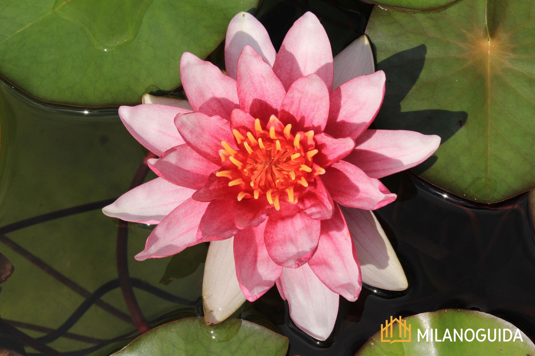 visita guidata al Lago di Sartirana
