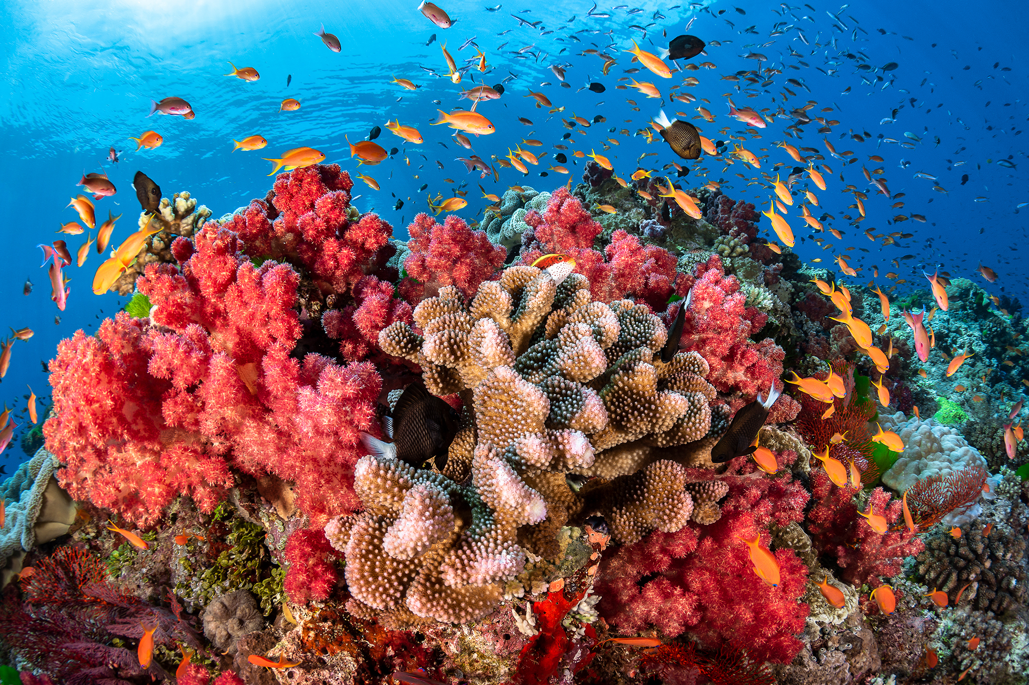 Кораллы В Красном Море