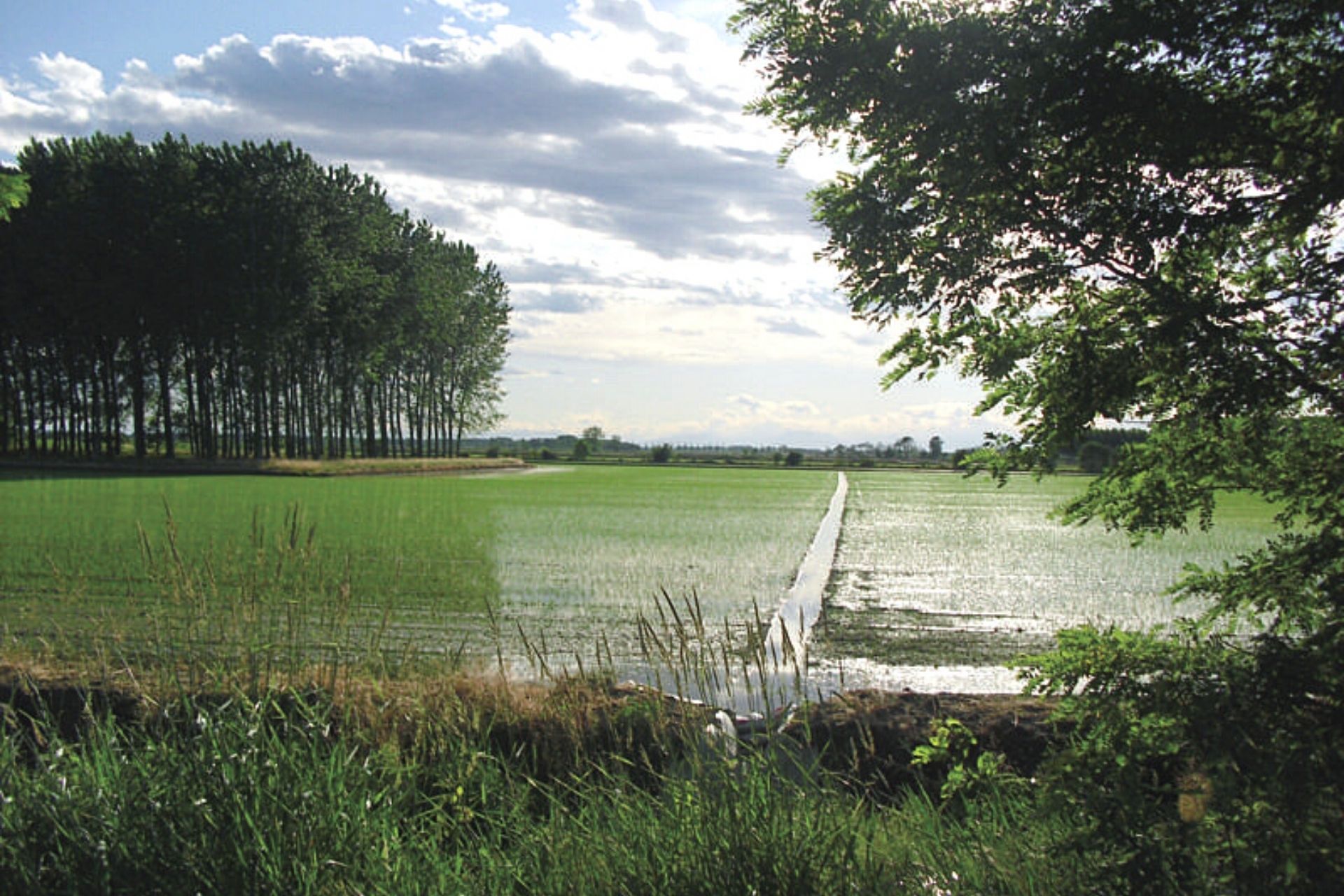 Marcite di Morimondo