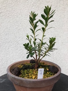 挿し木利用 Bonsai 皐月盆栽 Satsuki Bonsai