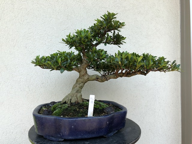 松波 - BONSAI {皐月盆栽(satsuki-bonsai)} 松波 - BONSAI {皐月盆栽(satsuki-bonsai)}