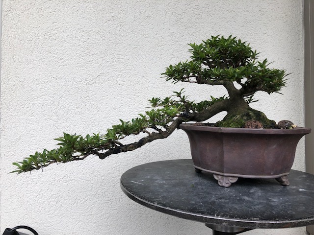 皐月盆栽光琳 (光琳(半懸崖) - BONSAI {皐月盆栽(satsuki 皐月盆栽光琳 (光琳(半懸崖) - BONSAI {皐月盆栽(satsuki