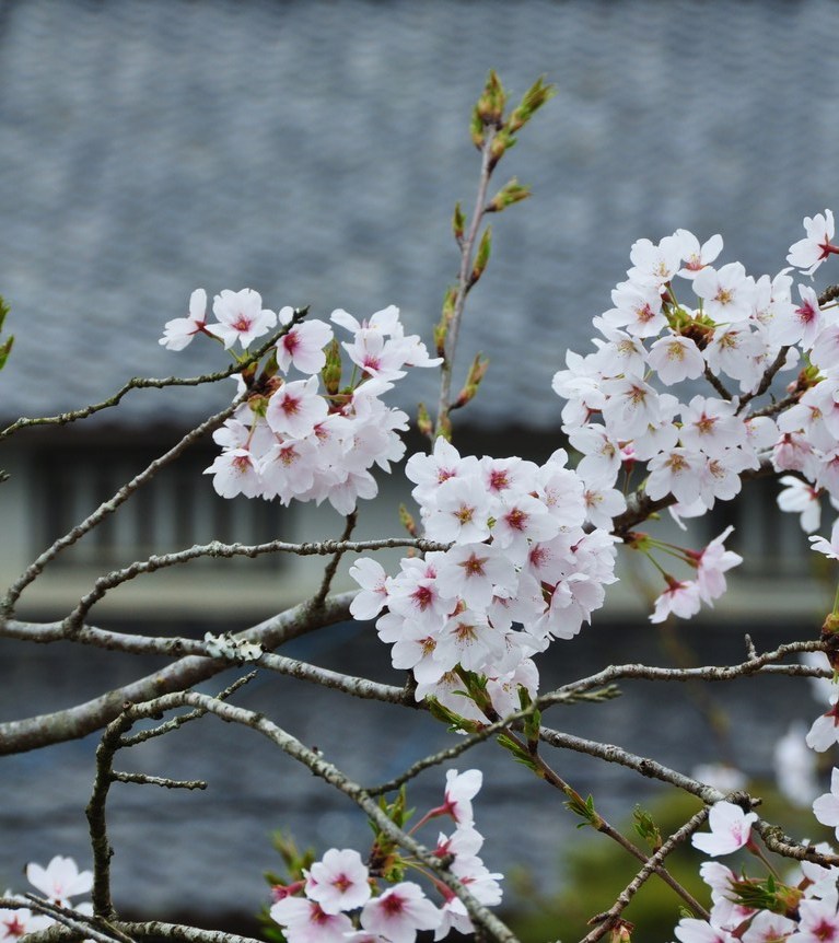 2012年4月13日　満開です。