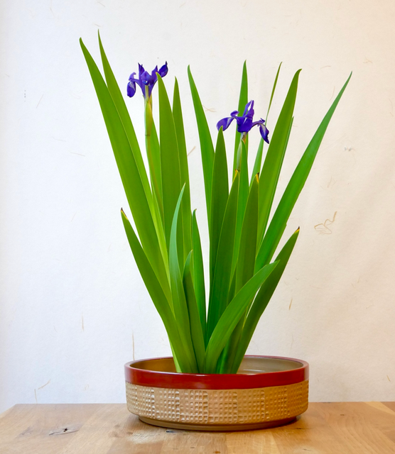 草月流 いけばなサークル 綵花 - saika-ikebana ページ！