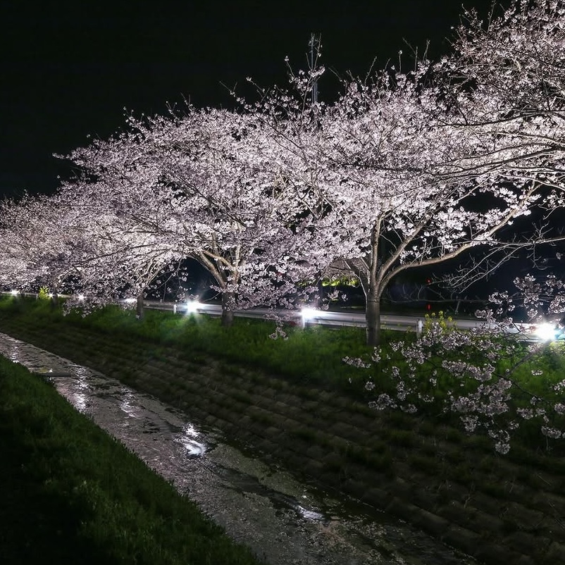 2025年　札森さくら街道