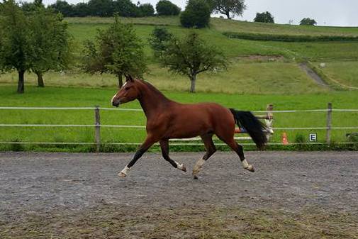 Huckleberry - Foto: Jenny Commons