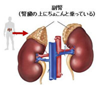 腎臓は血液成分の調整役