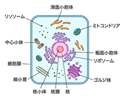 人体の細胞に共存する微生物
