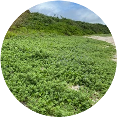 2023年 一面が薬草畑 →