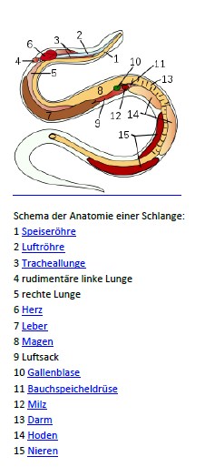 Anatomie - country-snakess Webseite!