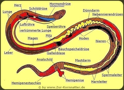 Anatomie countrysnakess Webseite!