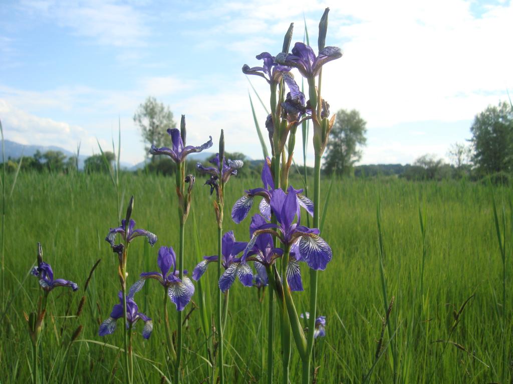 Schwertlilie am Chiemsee