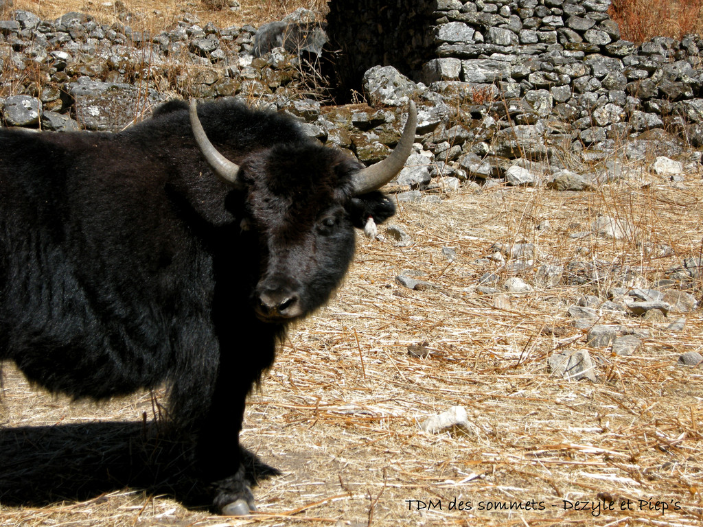 Yak Yak