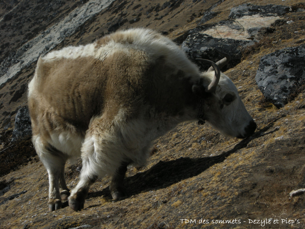 Yak