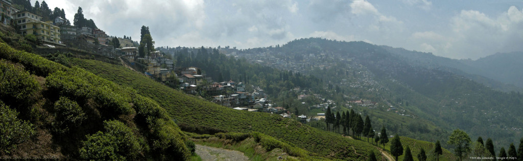 Champs de the, au fond la ville de Darjeeling