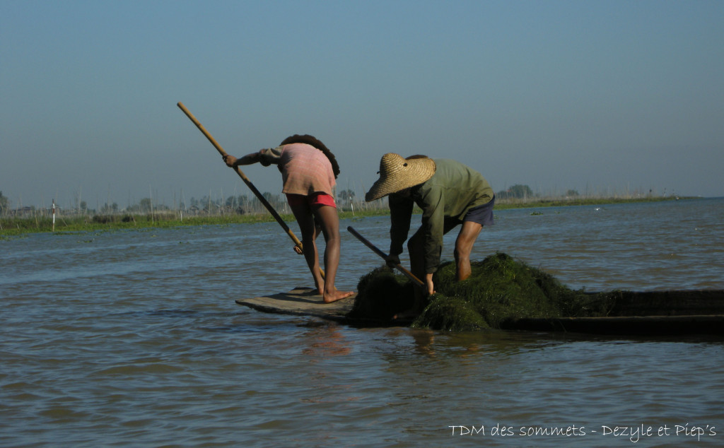 Ramassage d'algues pour les cultures flottantes