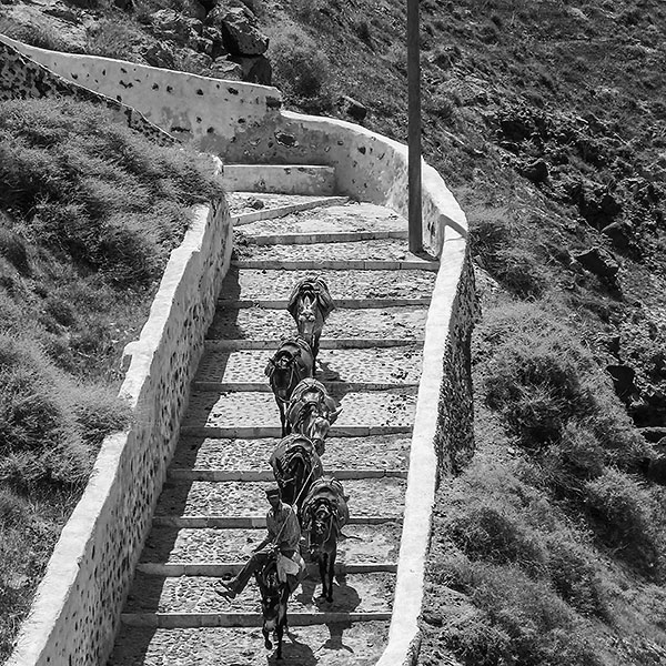 Gruppe von Eseln auf dem Weg nach unten. Foto Klaus Schoerner