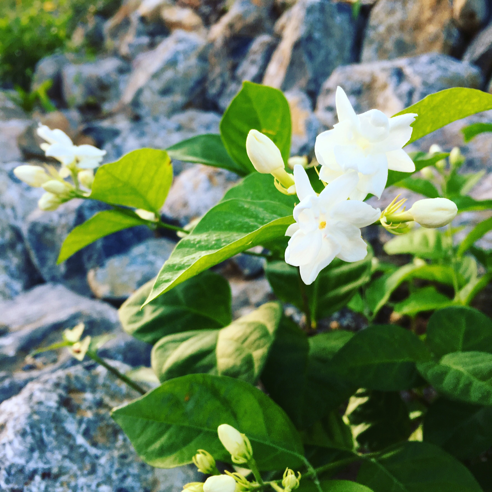 ジャスミンの花が咲きました - さんにんリゾート