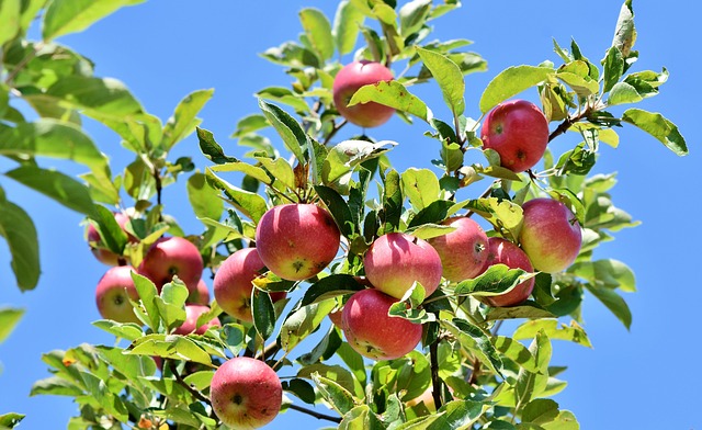 I 7 alimenti naturali dell’Alto Adige che fanno bene: benefici, proprietà e come usarli in cucina