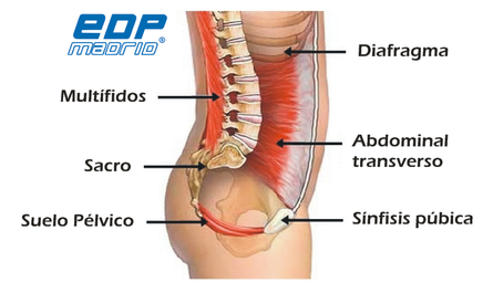Musculatura abdominal que se trabaja con los hipopresivos