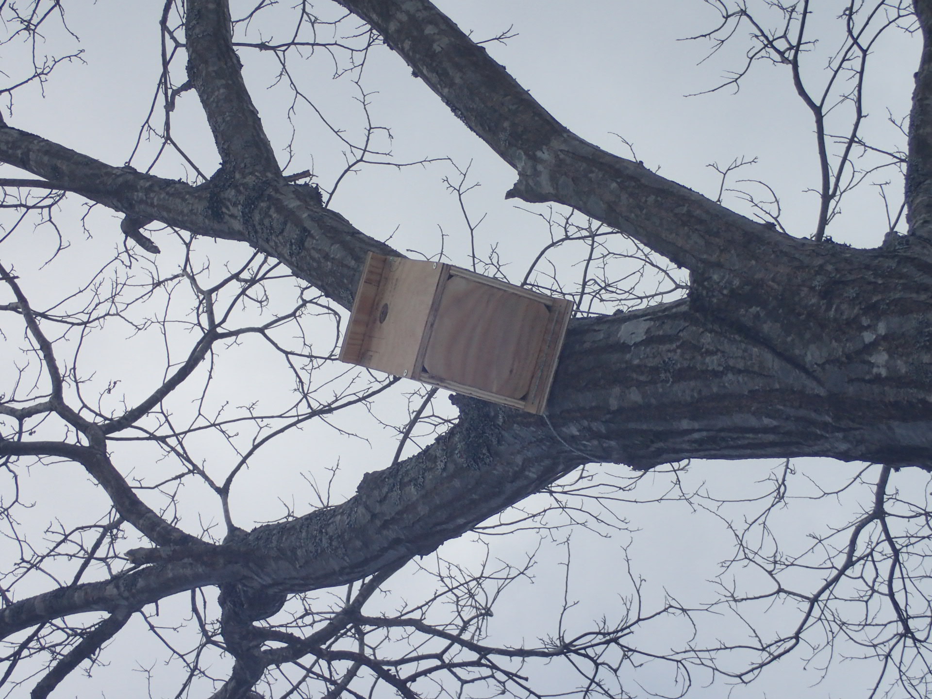 栗の木巣箱