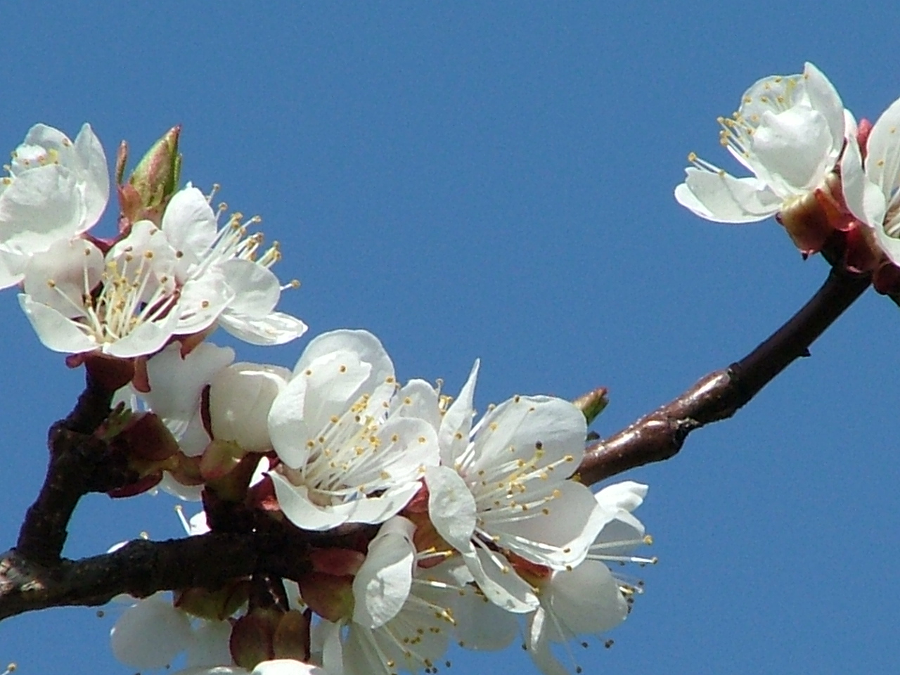 Die zarte Blüte - ein prachtvoller Anblick im Frühling.