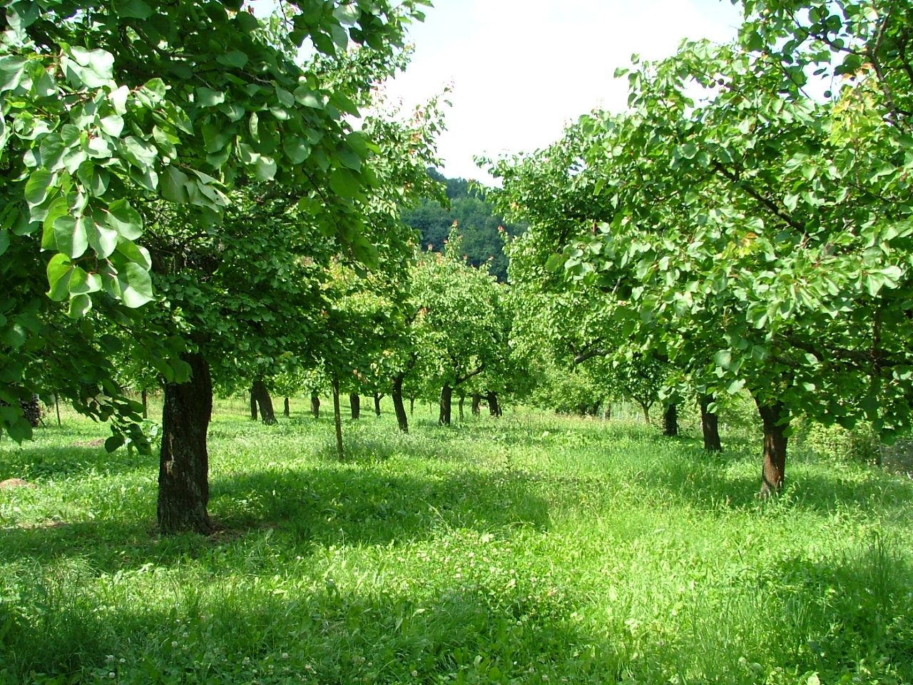 Langsam werden aus den Blüten Früchte,