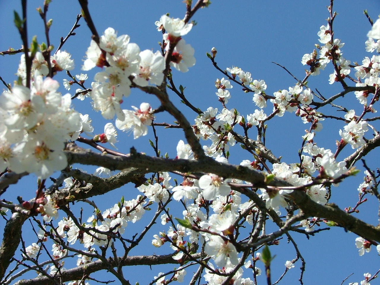 in voller Blüte