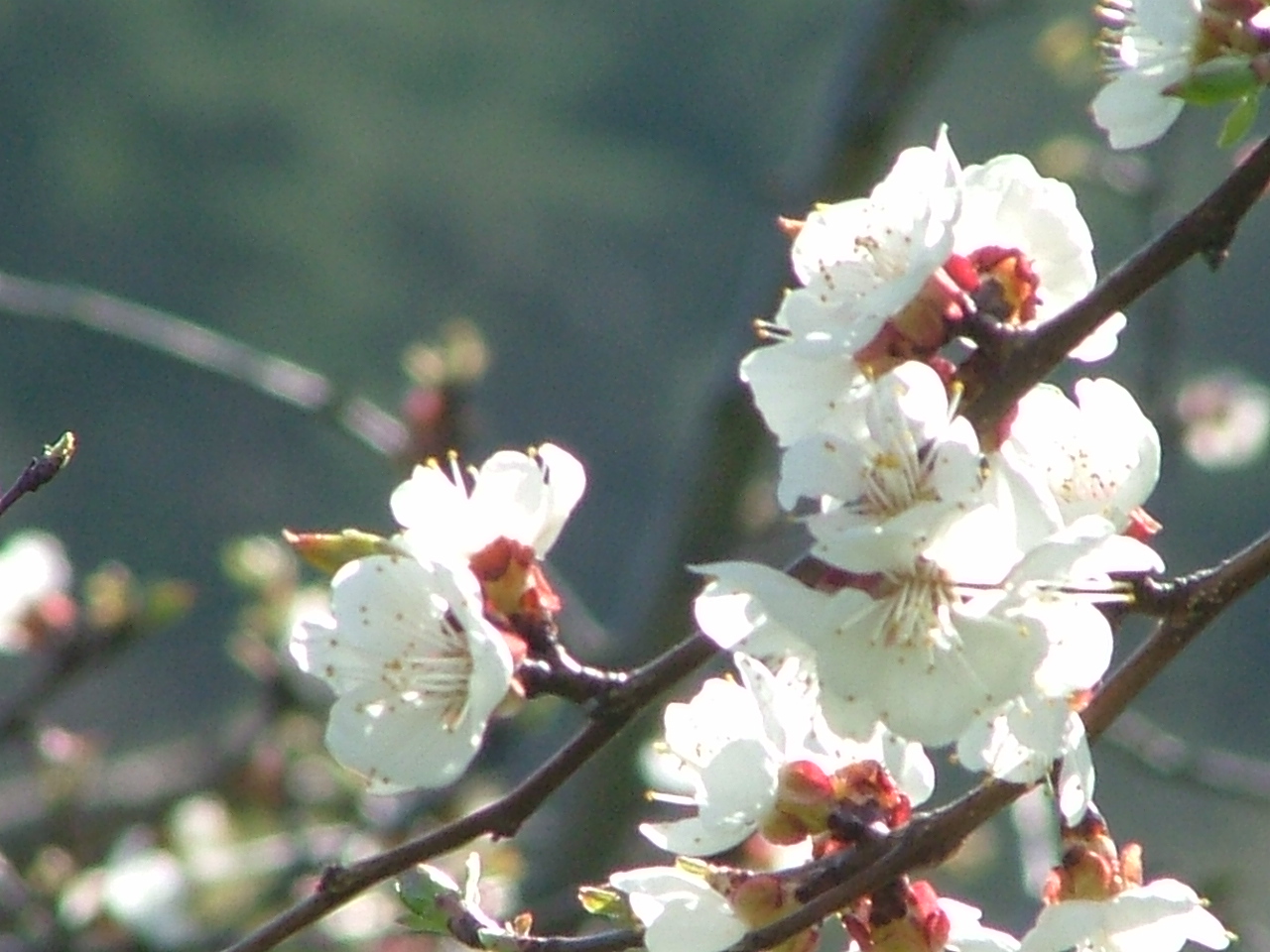 Unsere Marillenbäume stehen