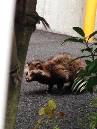 たぬきだ～！！ - 横浜市港北区箕輪町.com