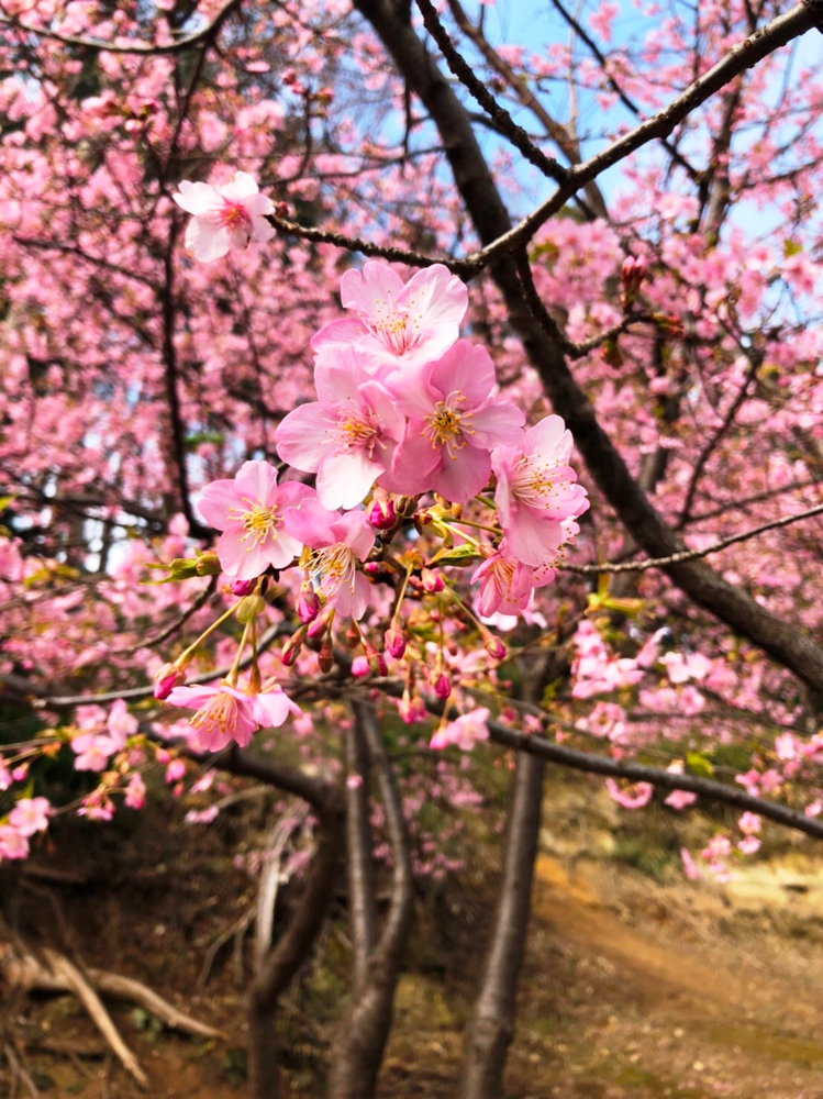 綱島公園の河津桜2