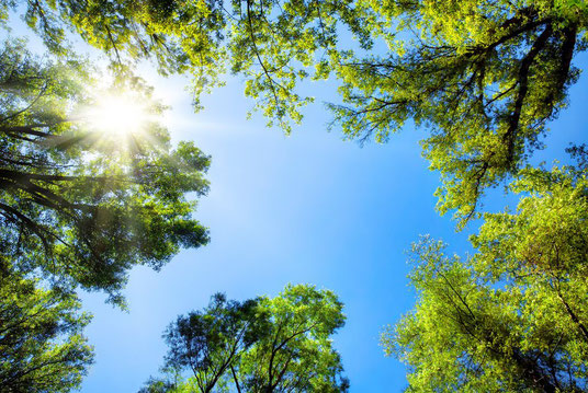 Outdoor-Teambuilding bei 35 °C? Ja, klar – aber nur im Wald bei Heidelberg
