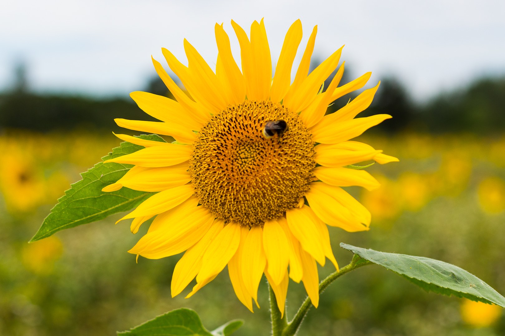 Klingt nach Sunshine 