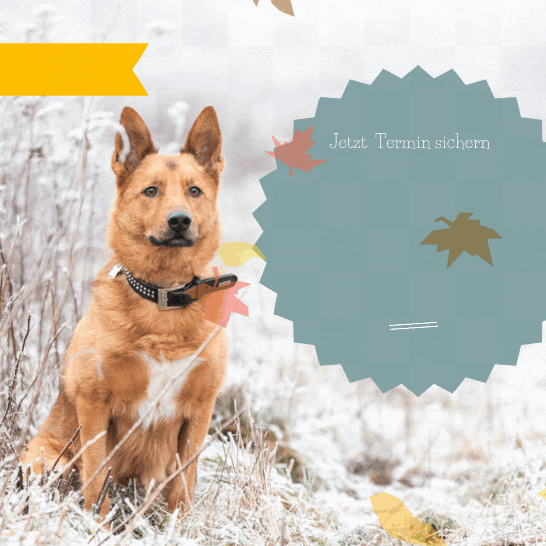 Herbstaktion -  Hund