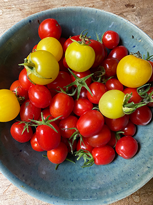 Tomatenernte ( Projekt Hochbeet )
