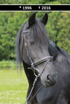 Meisje 1996 - 2016