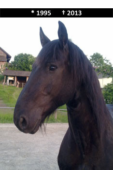 Merlin 1995 -2013