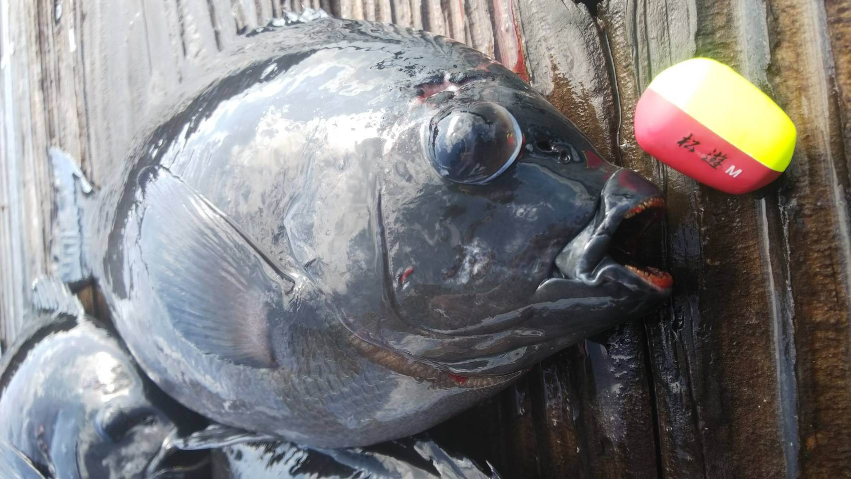 有限会社エムアンドエム 公式ホームページ - mm-uki ページ！