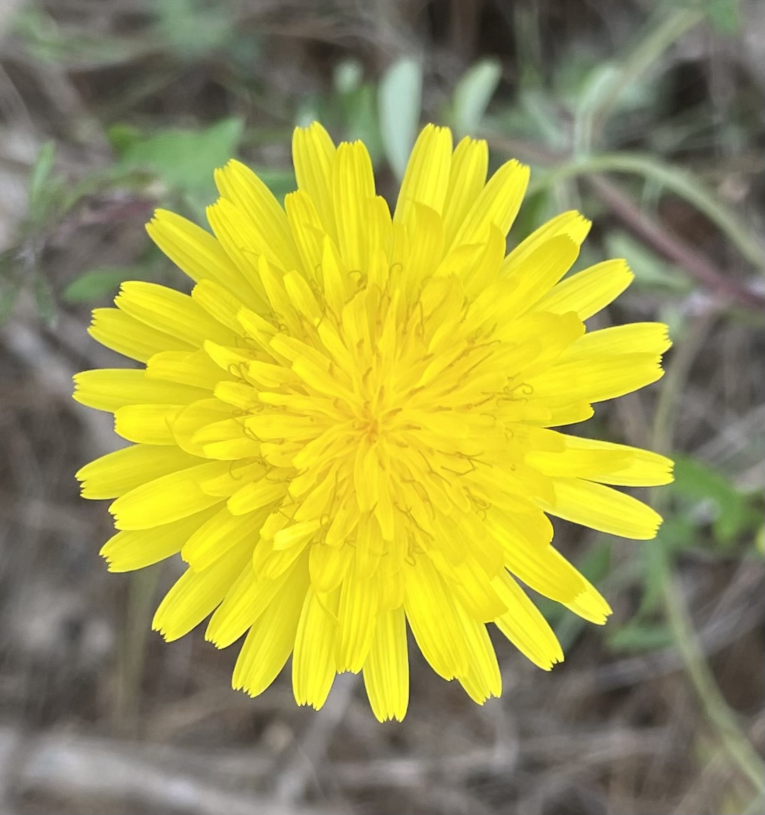 Kapha-Jahreszeit: Den Frühling mit Muße begegnen