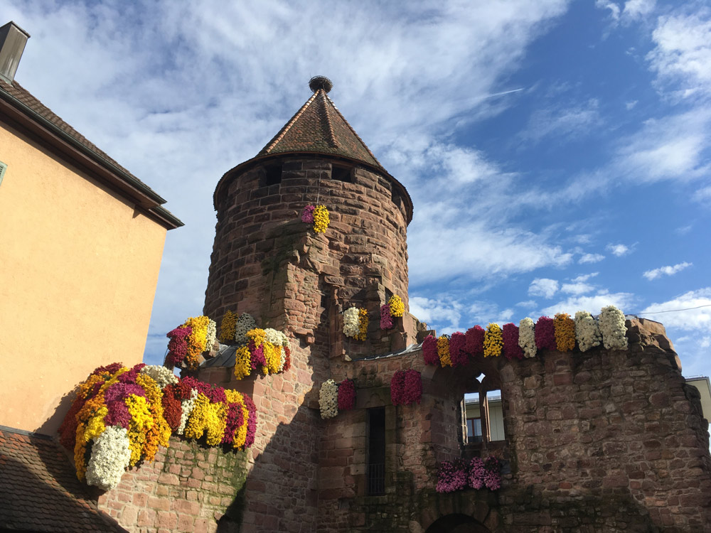 Chrysanthème à Lahr, connu dans tout le pays
