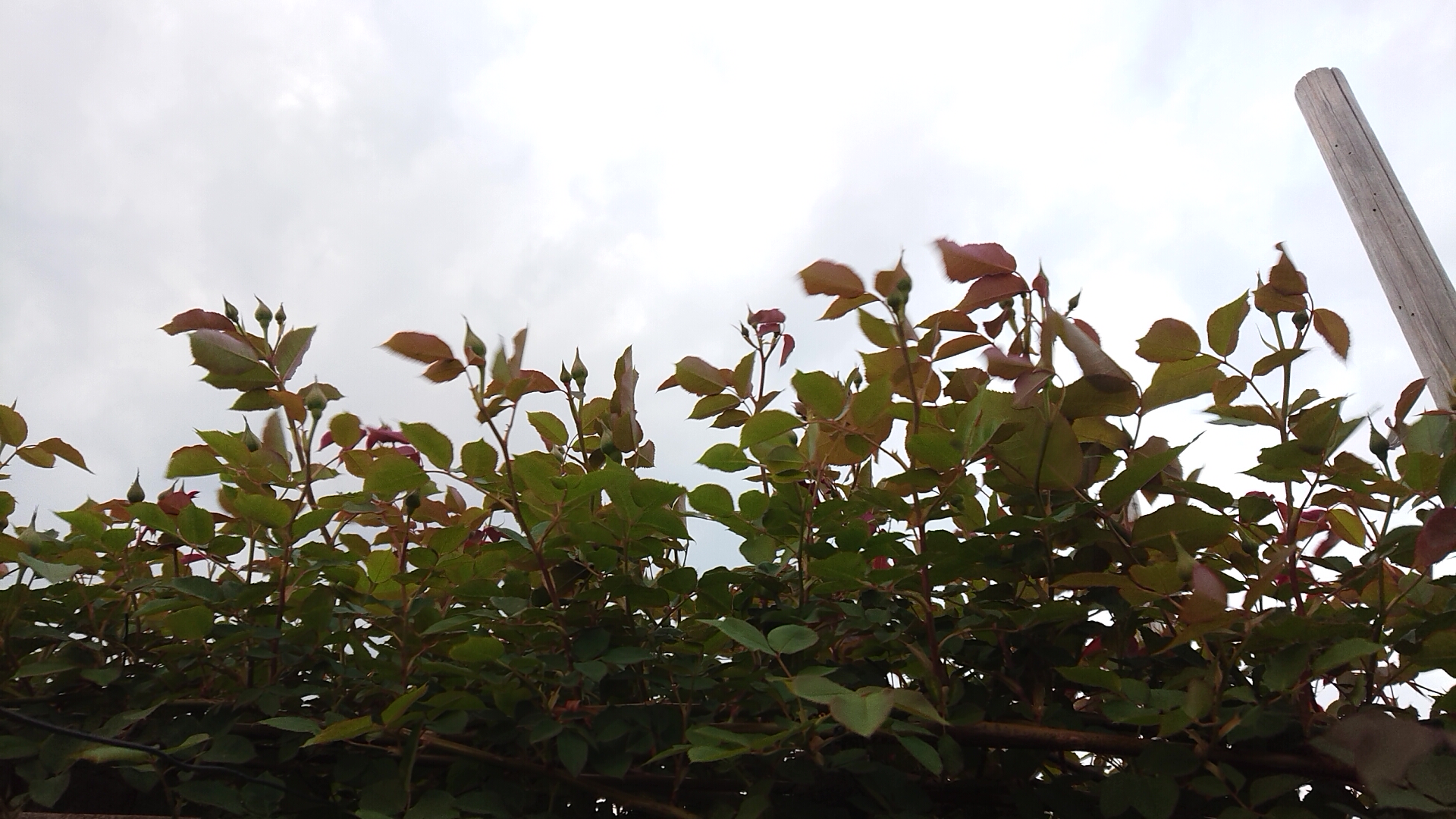 毎年１，２を争って咲くセネガルの蕾はまだ固いです。