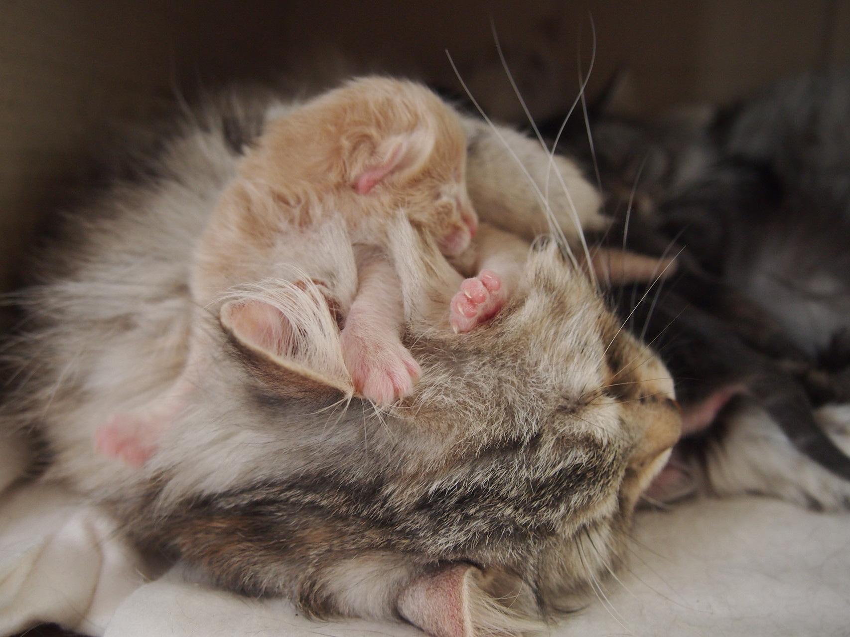 Cuccioli siberiani Veselka