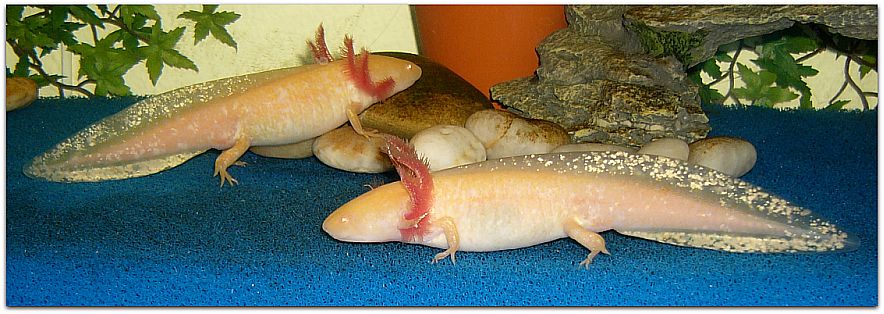 Die Farben der Axolotl - gold-schuppes Webseite!