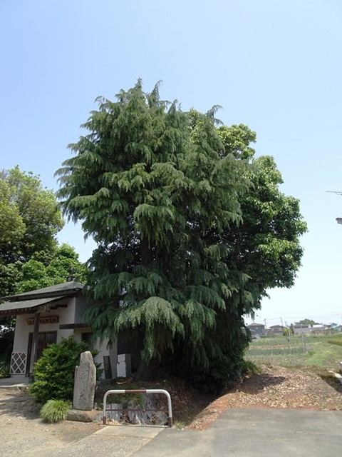 上大塚飯玉神社のヒマラヤシーダー