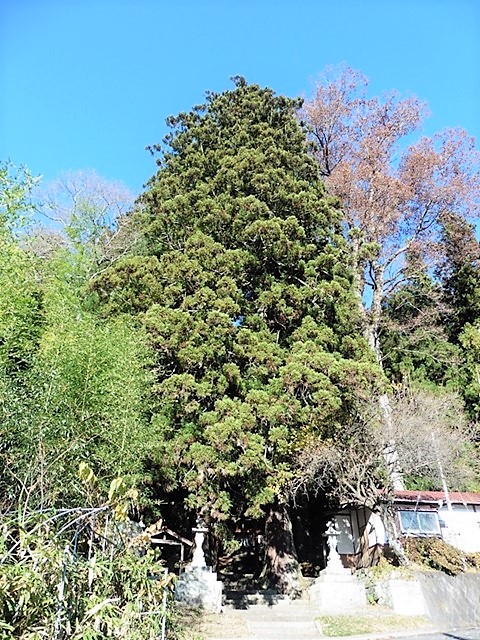 佐奈神社の大杉
