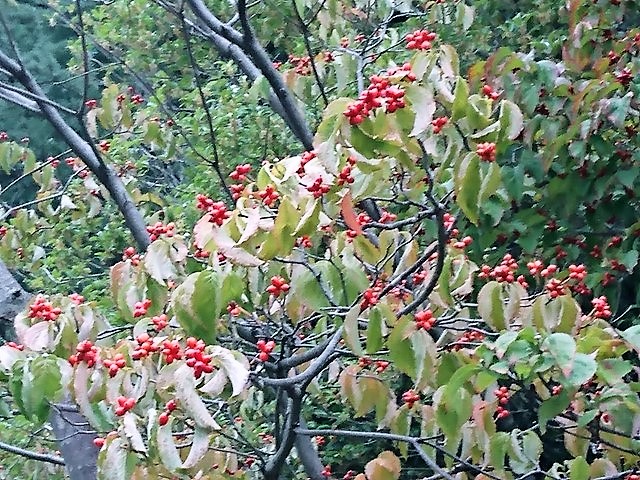 ハナミズキの実 Tigerdream Net