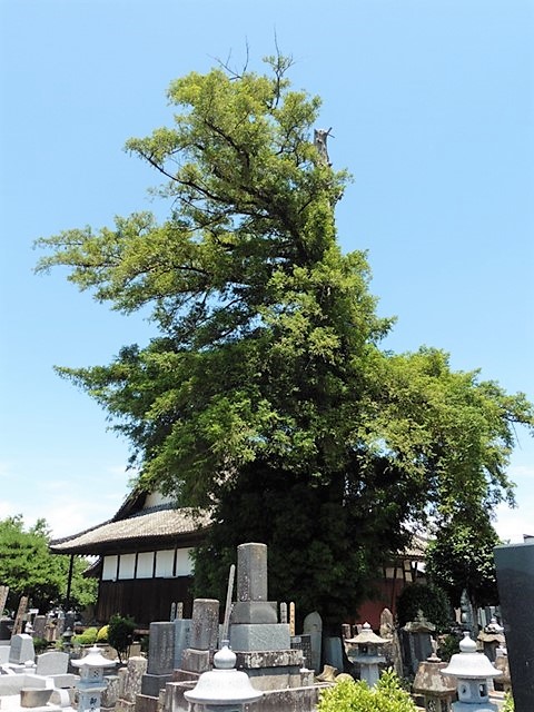 法林寺の大カヤ