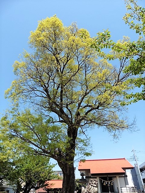 大友神社の榎