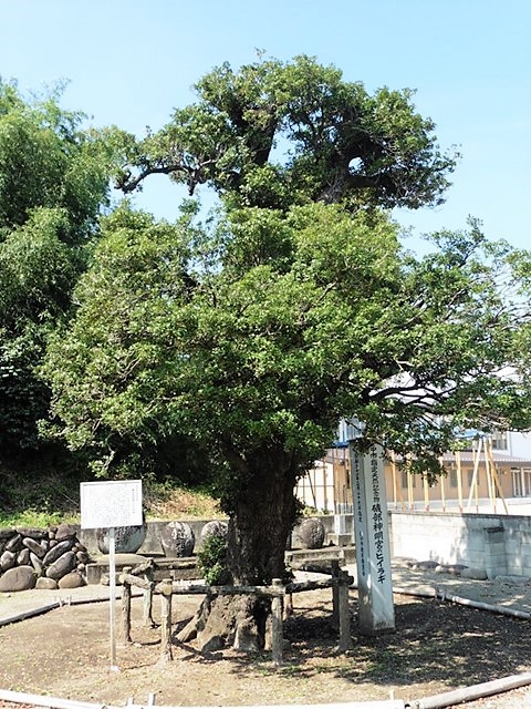安中神明宮跡のヒイラギ