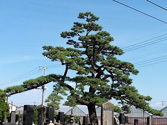 金蔵寺の松